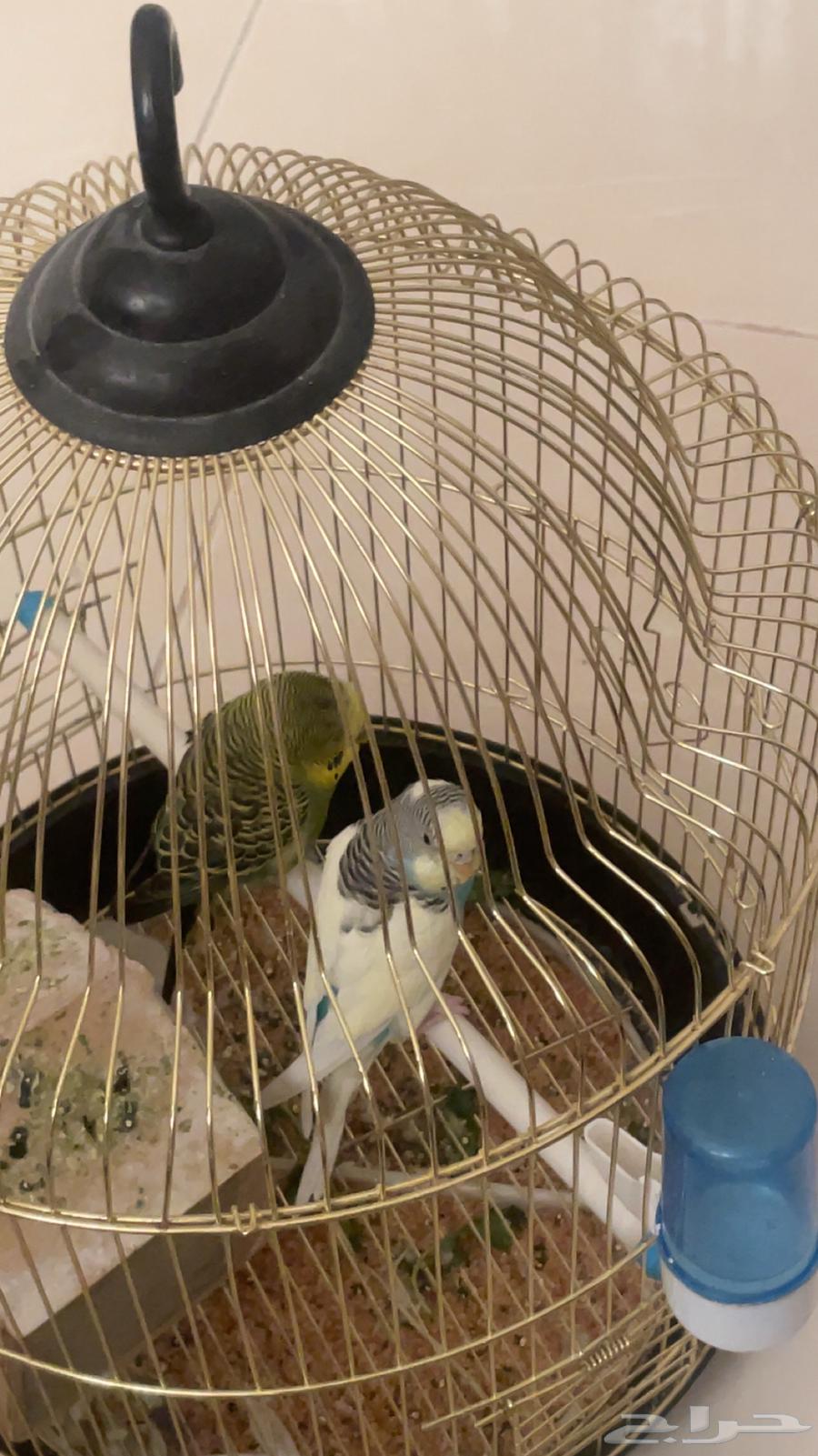 قفص وطيور زينه 2 وقفص إضافي64254598449153113