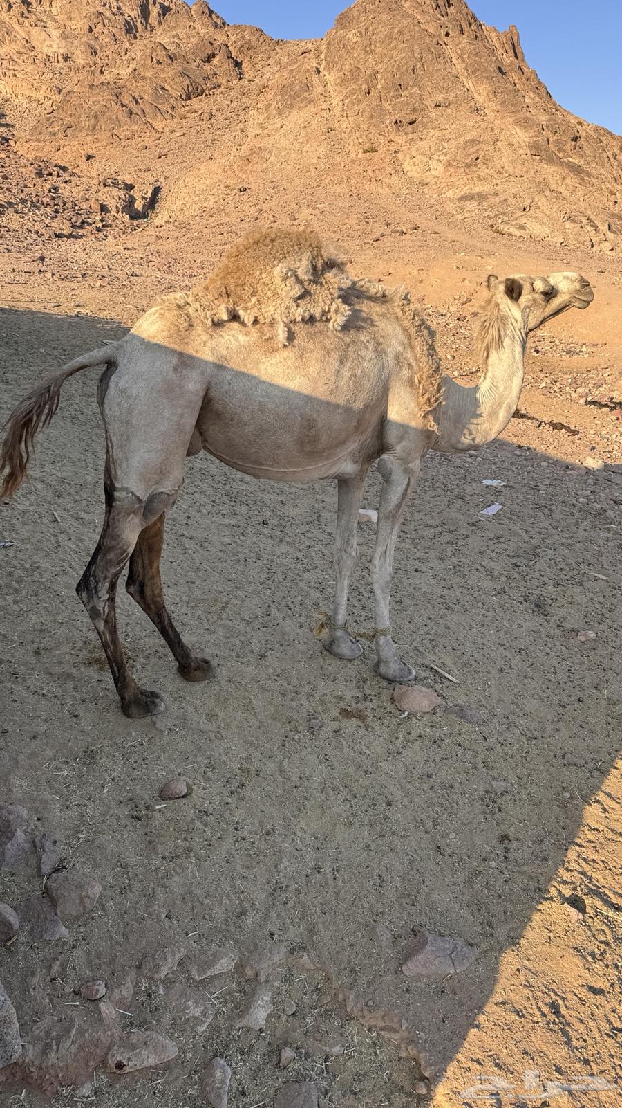 ناقه متلي للبيع64248697290370110