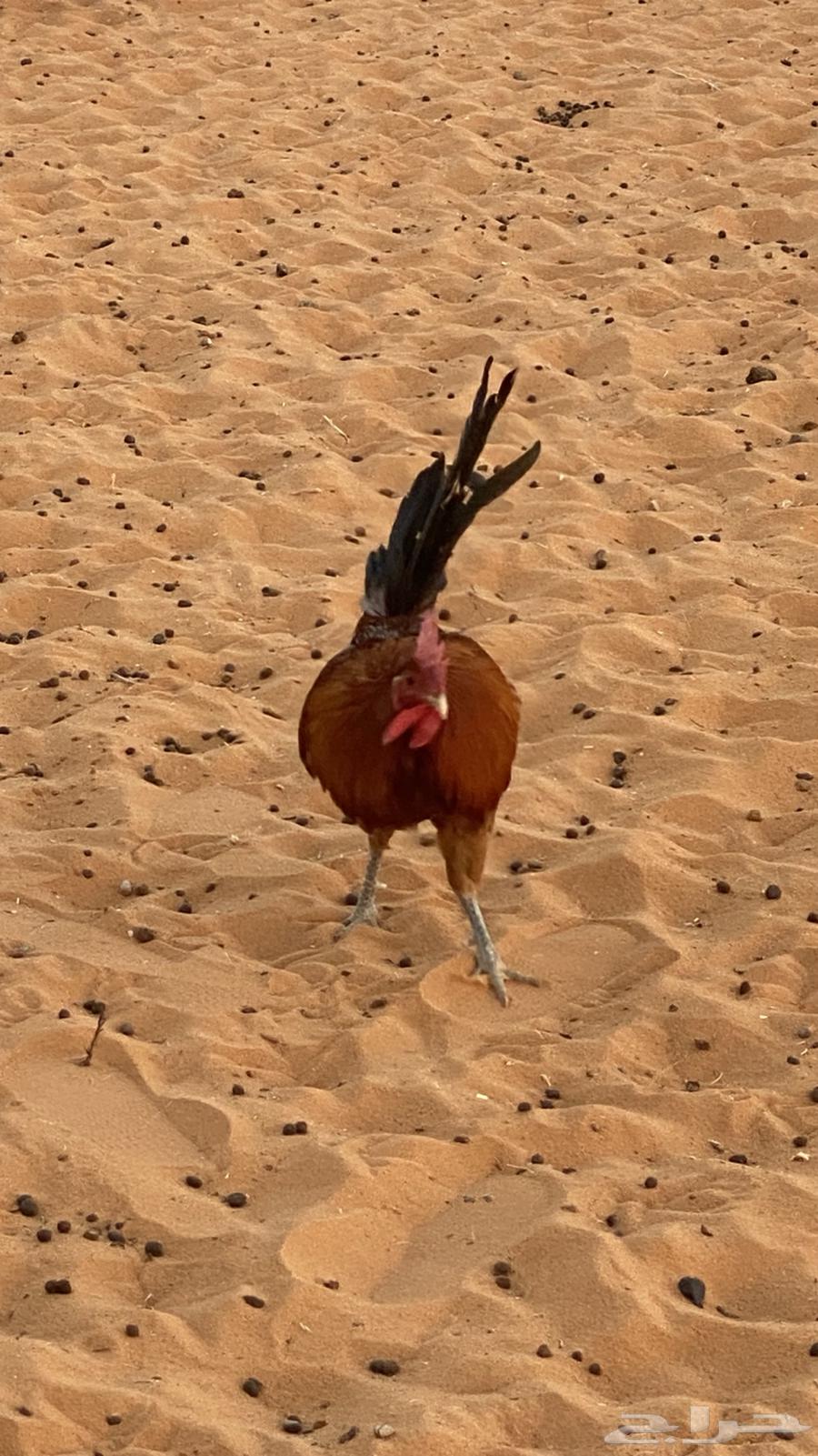 ديك للبيع شرط64251394064129113