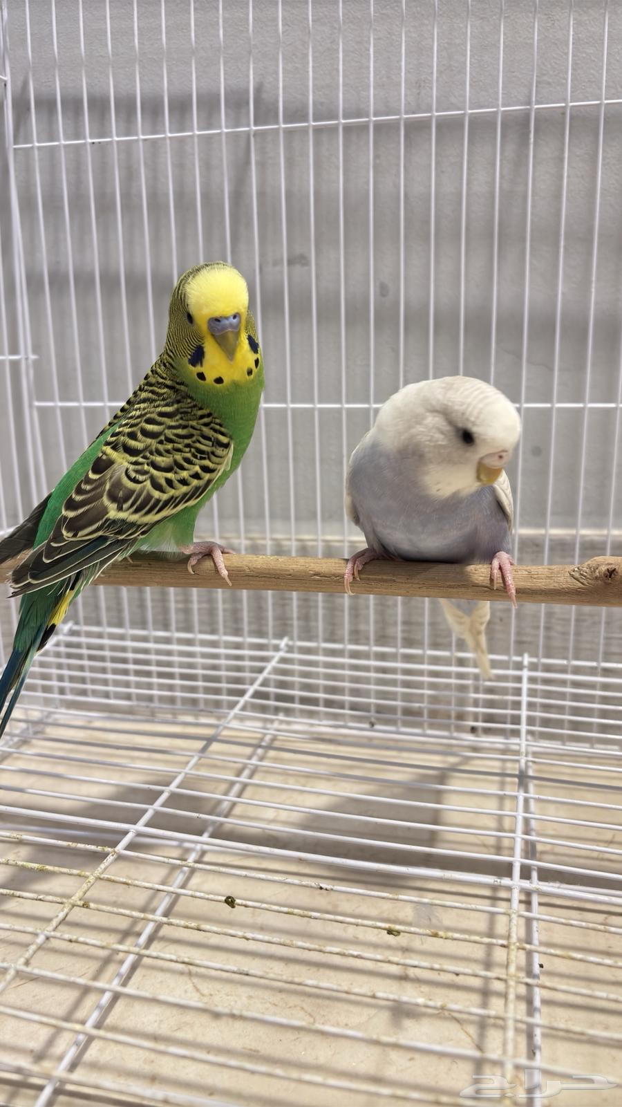 Badi's breeding pair (special offer)64237092503553110