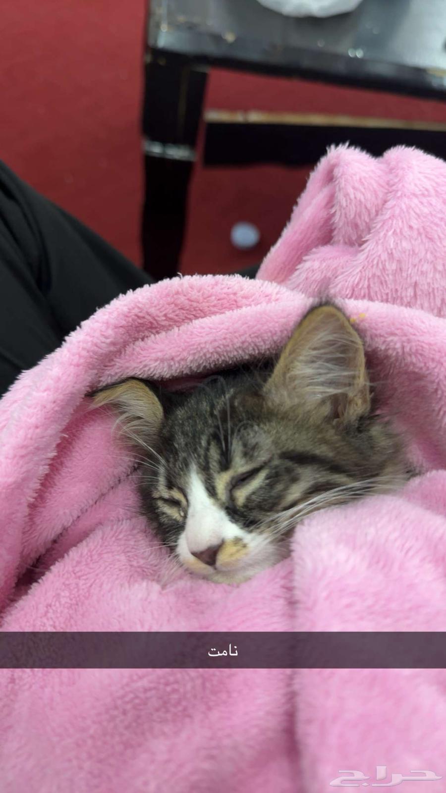 قطوه للبيع64240548494850110