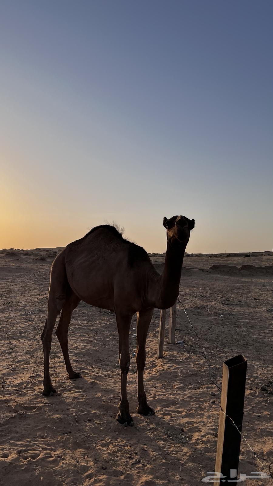 بكره طيبه64231839582723110