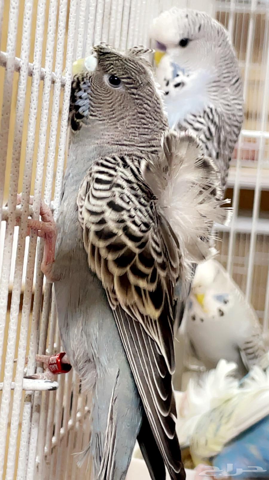 هوقو بلاك فيس64233334903553110