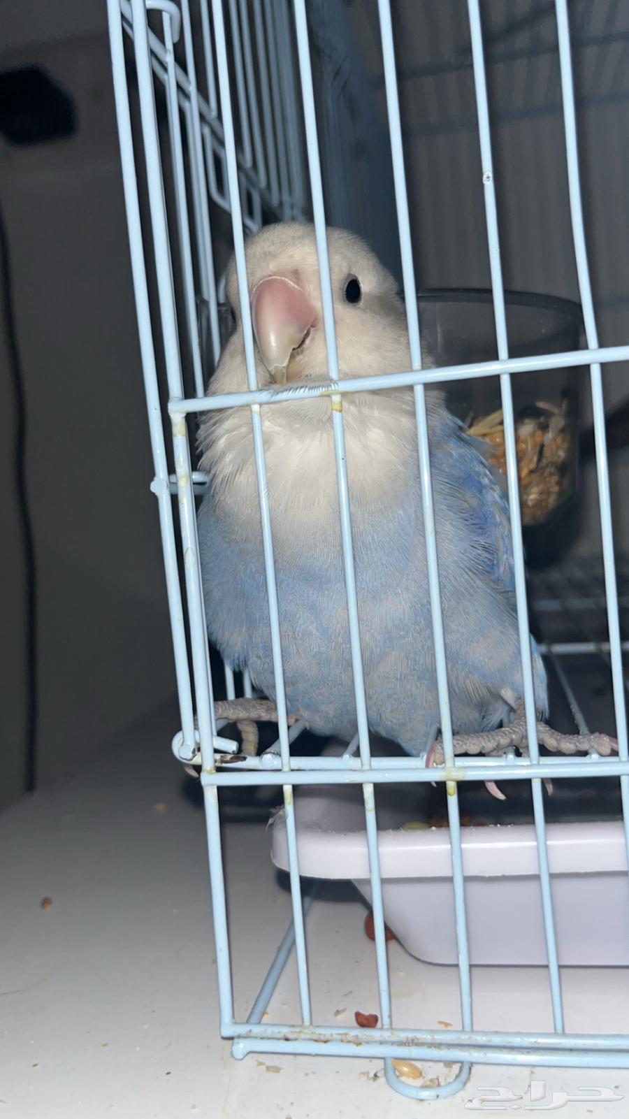 طير روز اليف64238553094787110