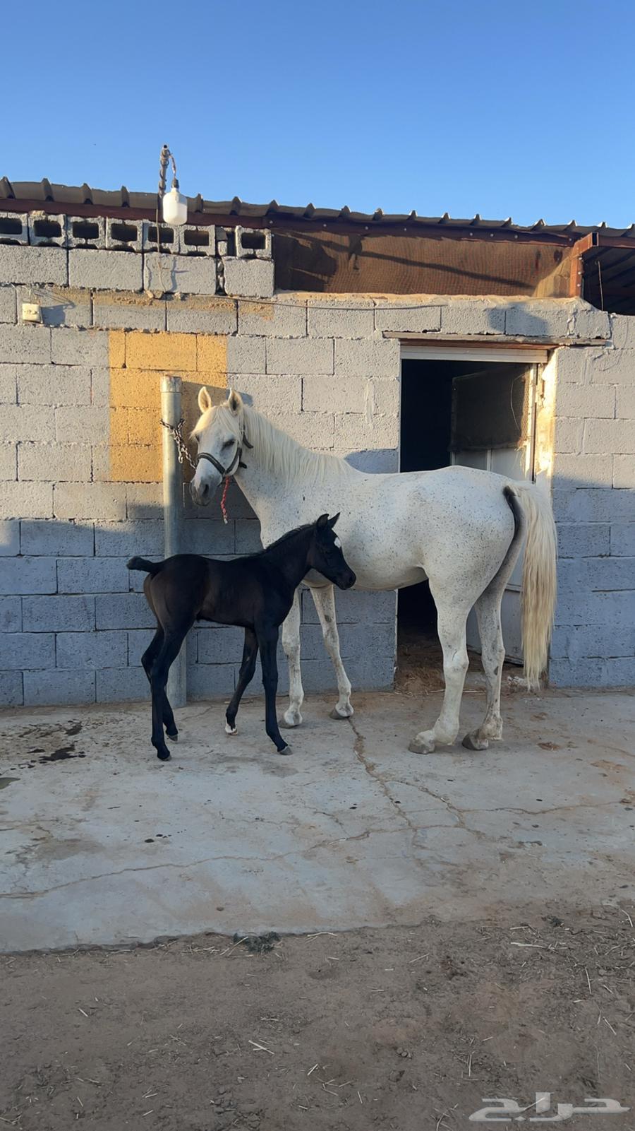 خيل لبيع64252024000259113