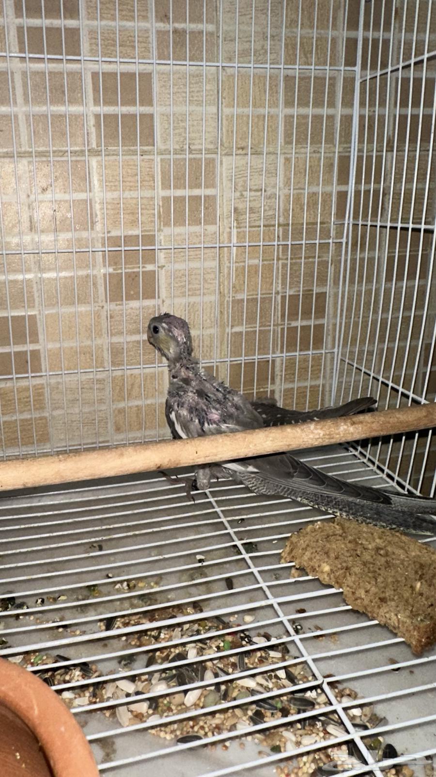 طيور كروان وفرخ للبيع64241240218499112