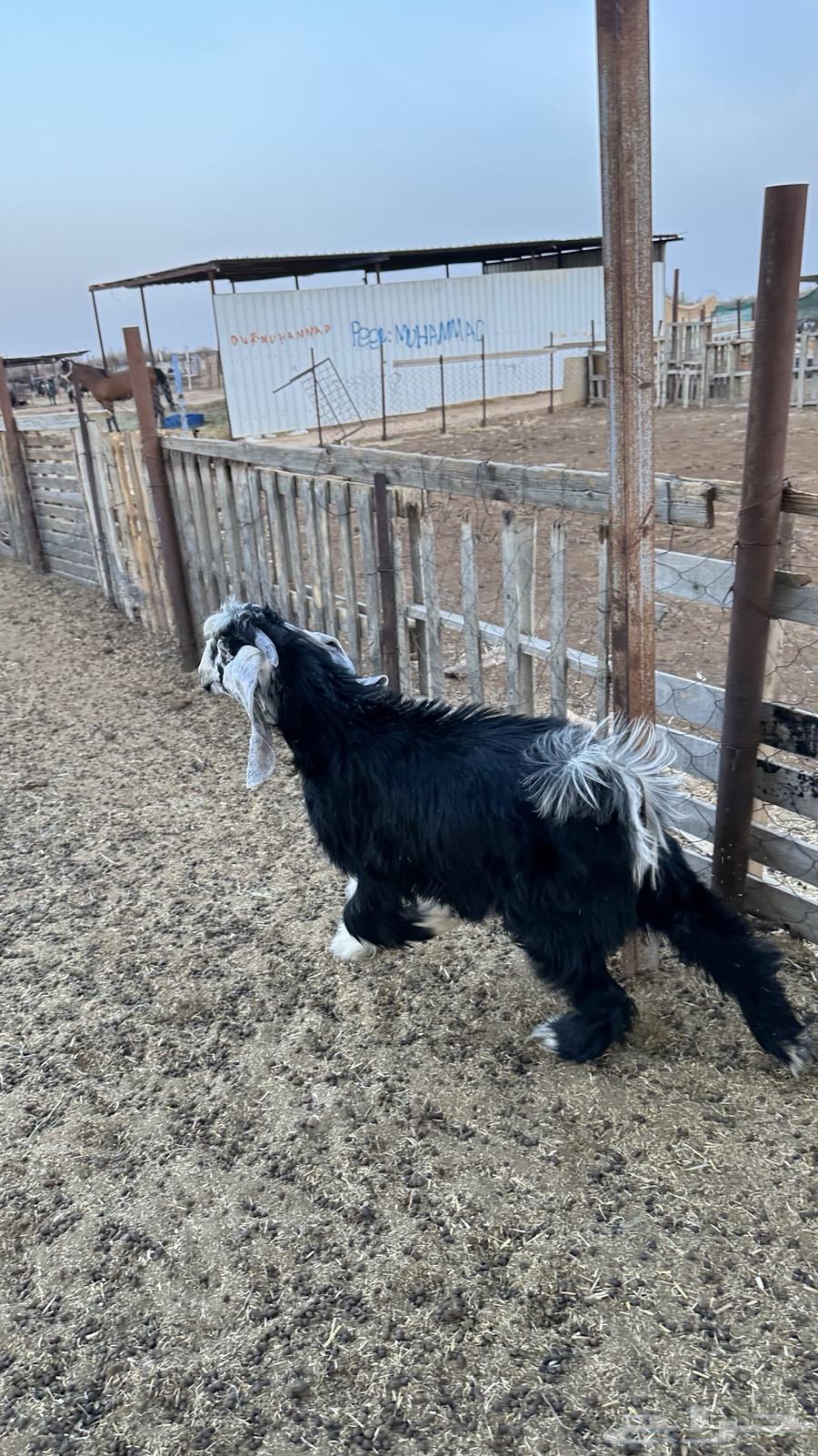 تيس عارضي للبيع64251711420545112