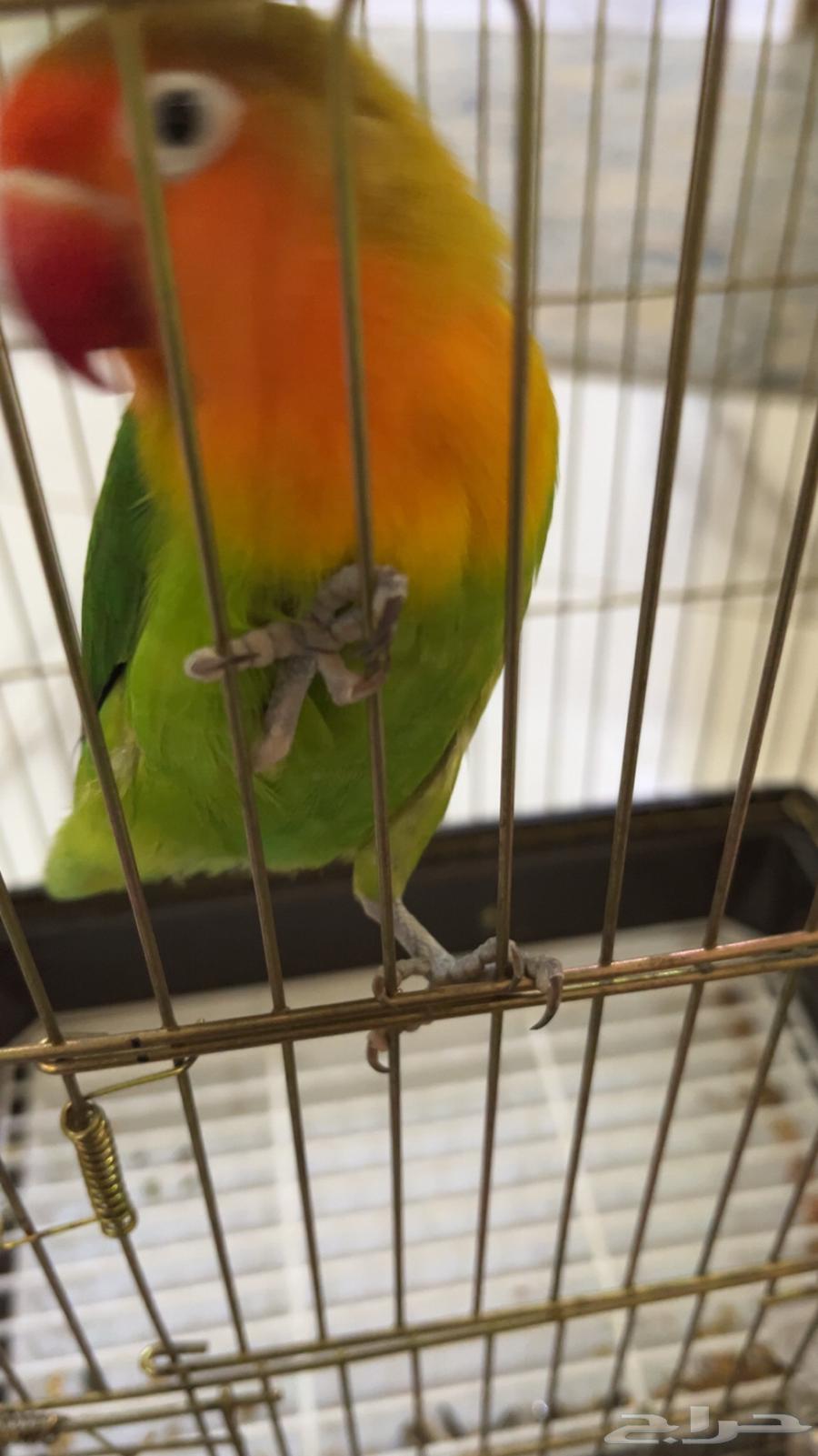 ببغاء فيشر للبيع 200 ريال و قابل لتفاوض64244076446467110