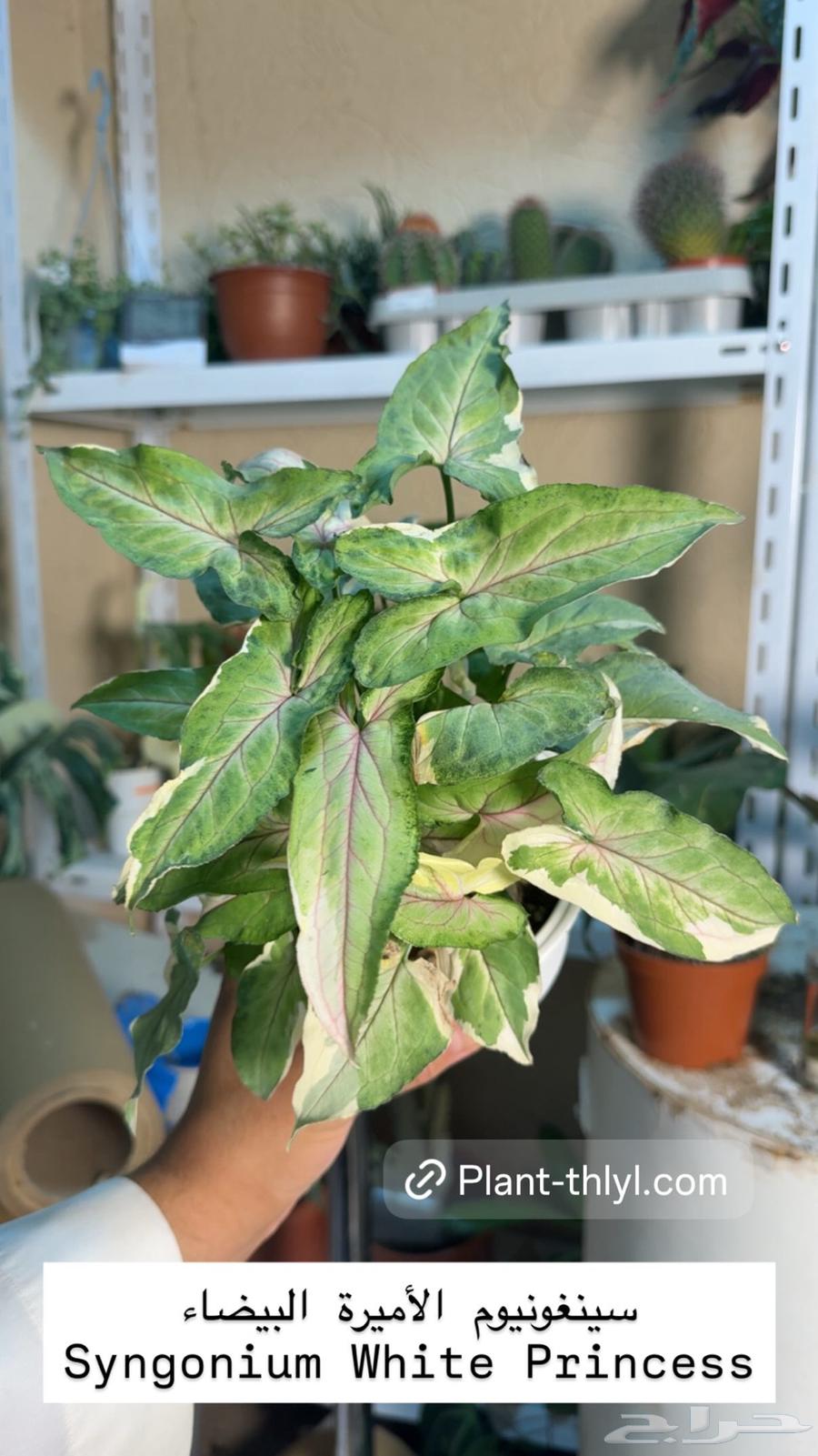 نوادر النباتات الداخلية في السعودية64247343426946112