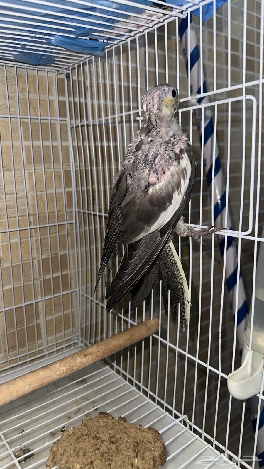 طيور كروان وفرخ للبيع64241240218499111