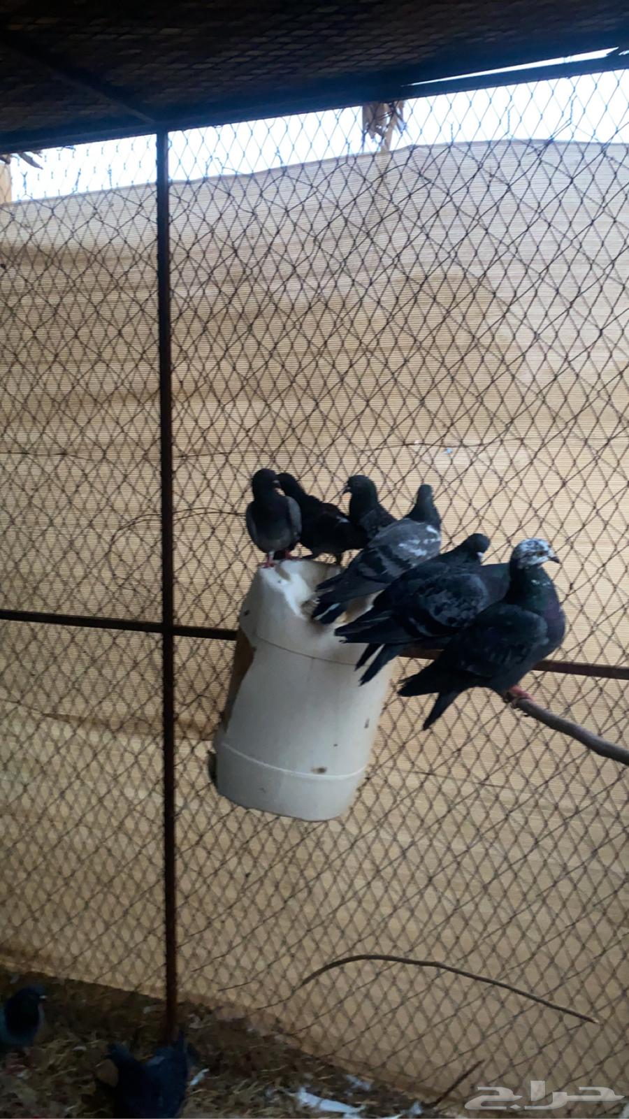 حمام بلدي العدد2564251394175874110