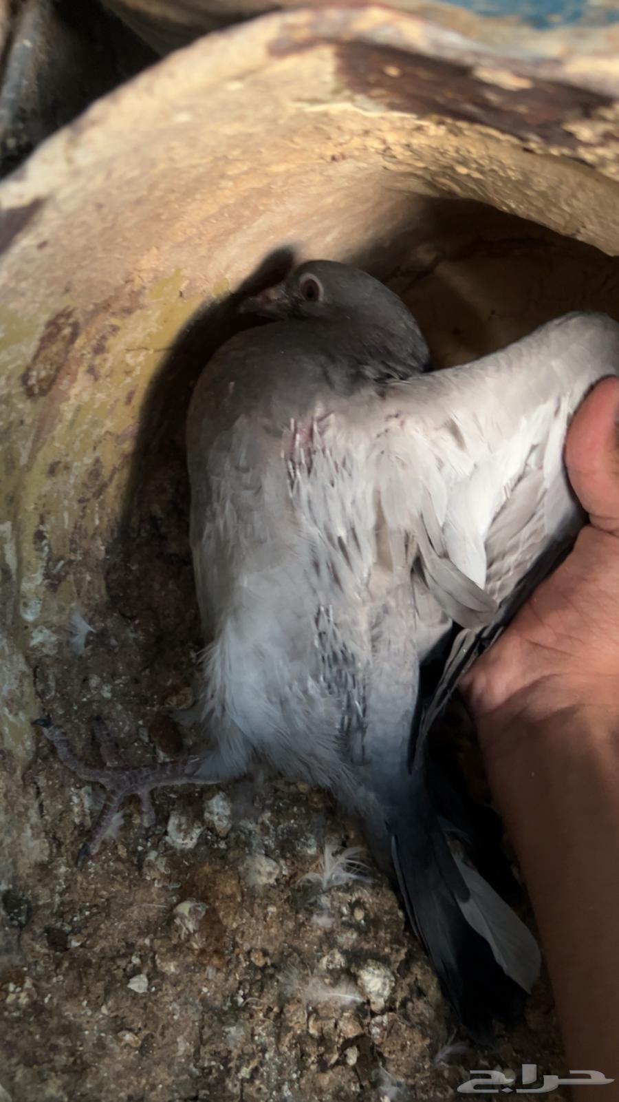 فروخ حمام للبيع فاخر عل 25 ريال64234454088707111