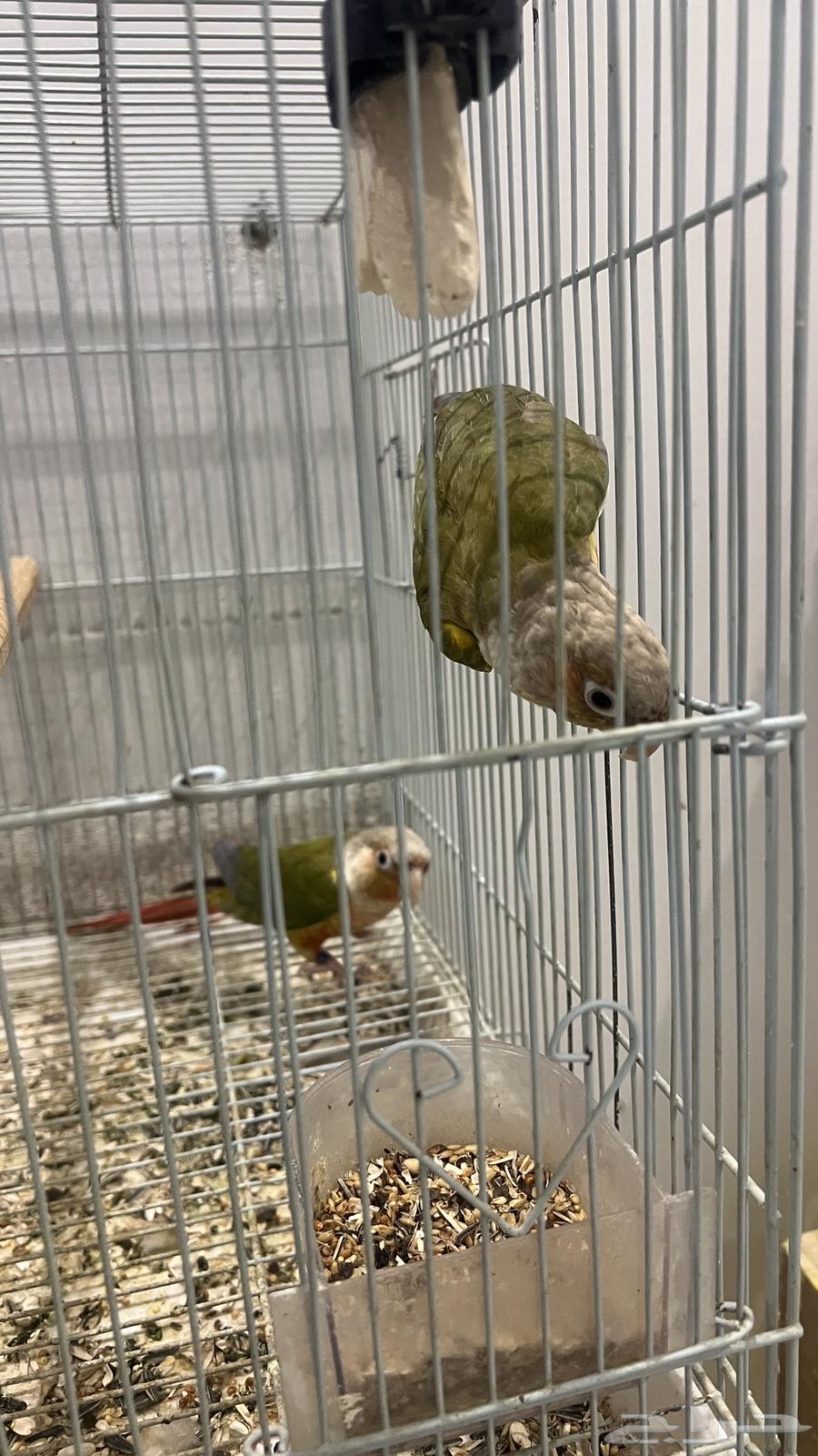 جوز كنيور منتج64235478991874112