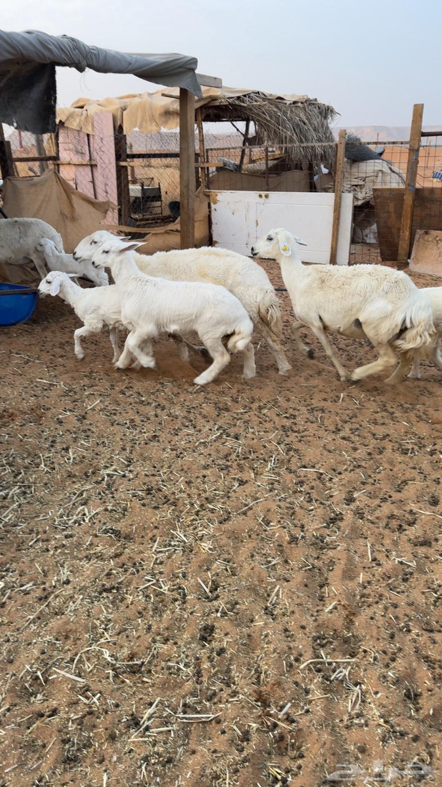 للبيع 5 تحتها 564246814044802110