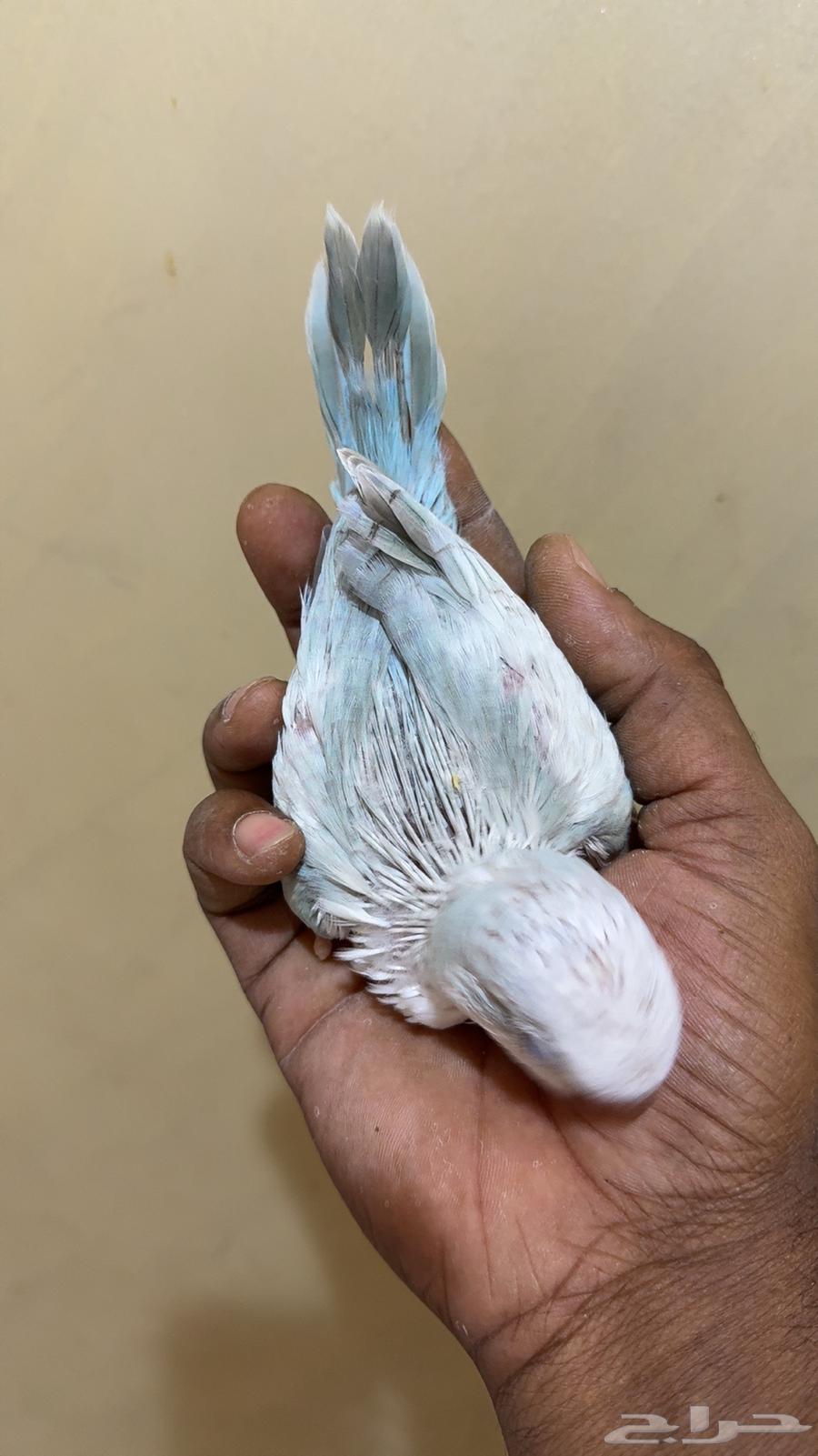 فرخ كويكر سنو وايت (( تم البيع )) تم البيع64248894995587112