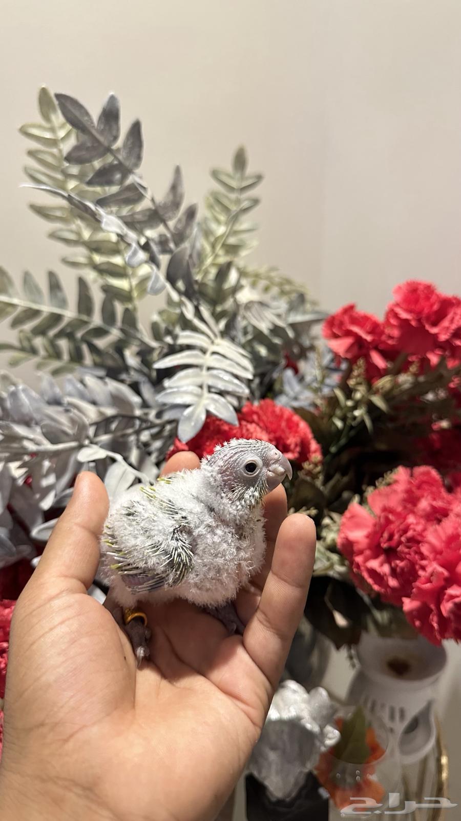 أمريكان دايلوت64235325576961113