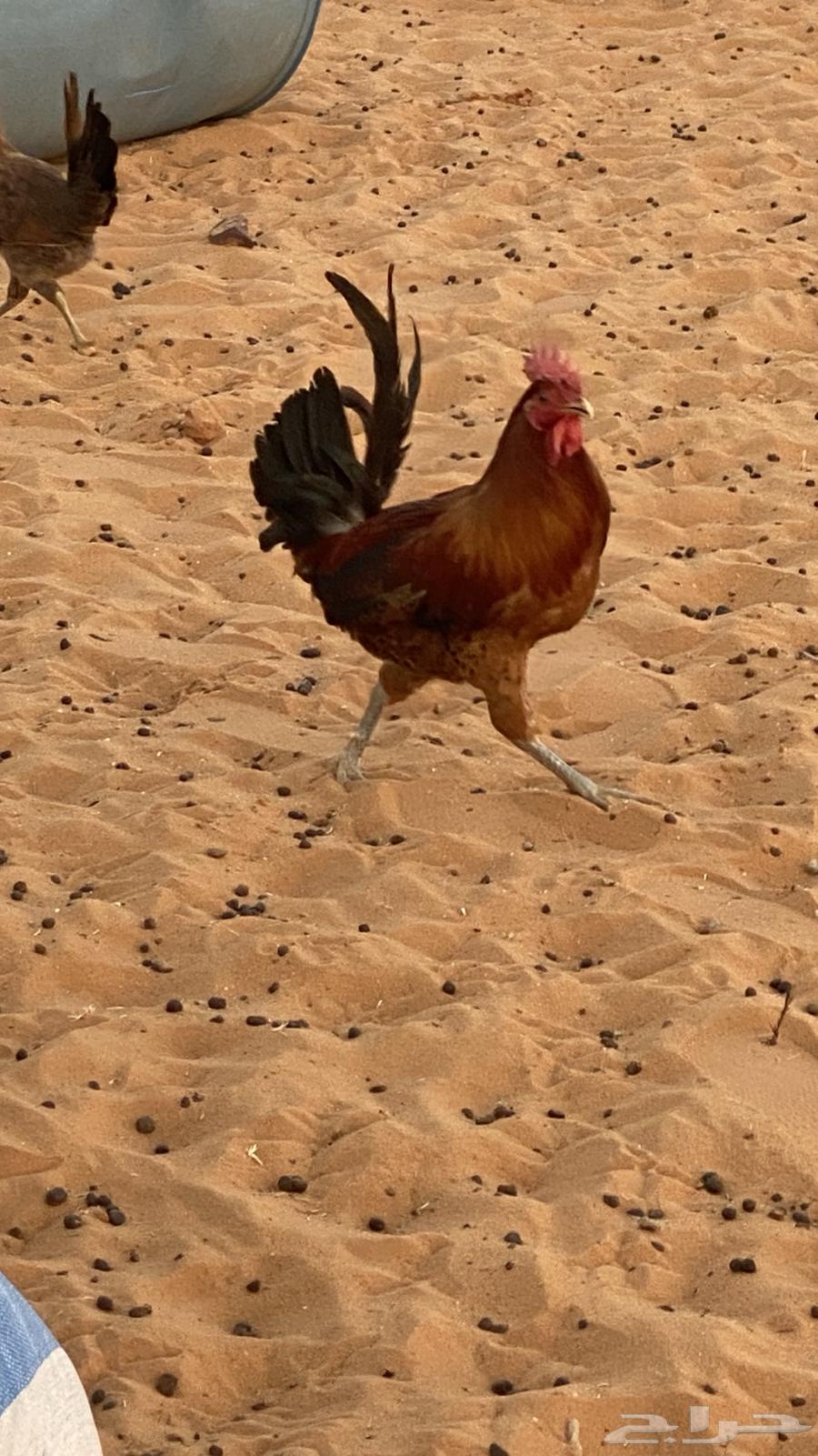 ديك للبيع شرط64251394064129114