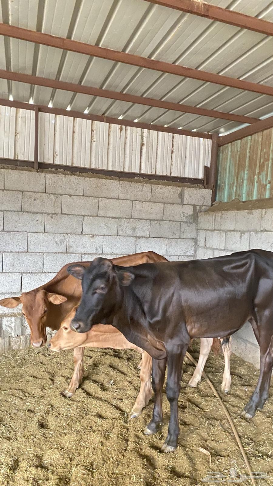 حسلان للبيع64246647134723110