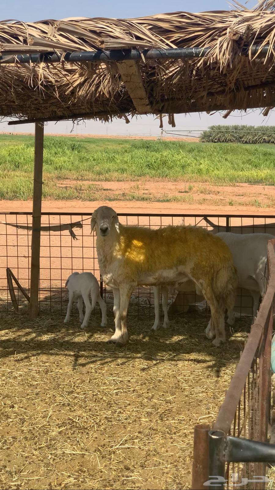 فحل حري صنف64242629373953111