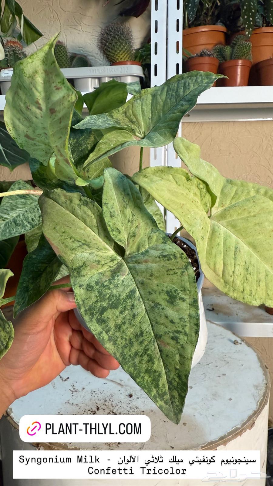 نوادر النباتات الداخلية في السعودية64247343426946111