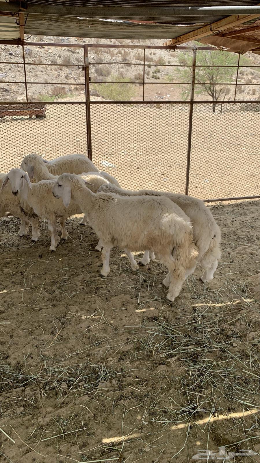 طليان وا رخال64239213271170113