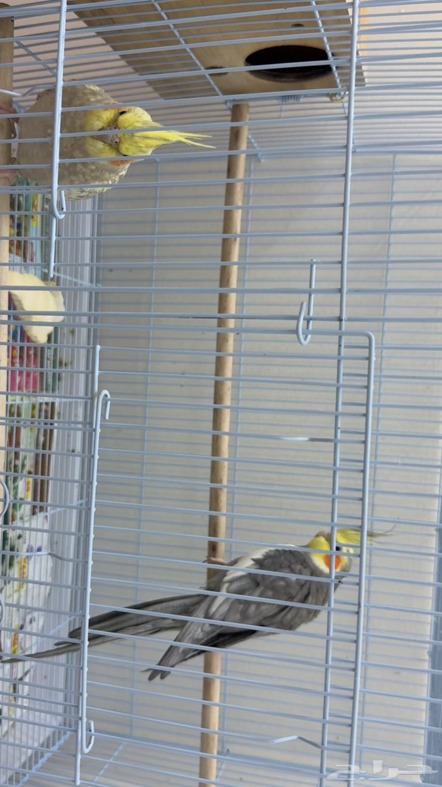 A breeding pair of quails currently has three eggs for sale, price 40064232835645571110