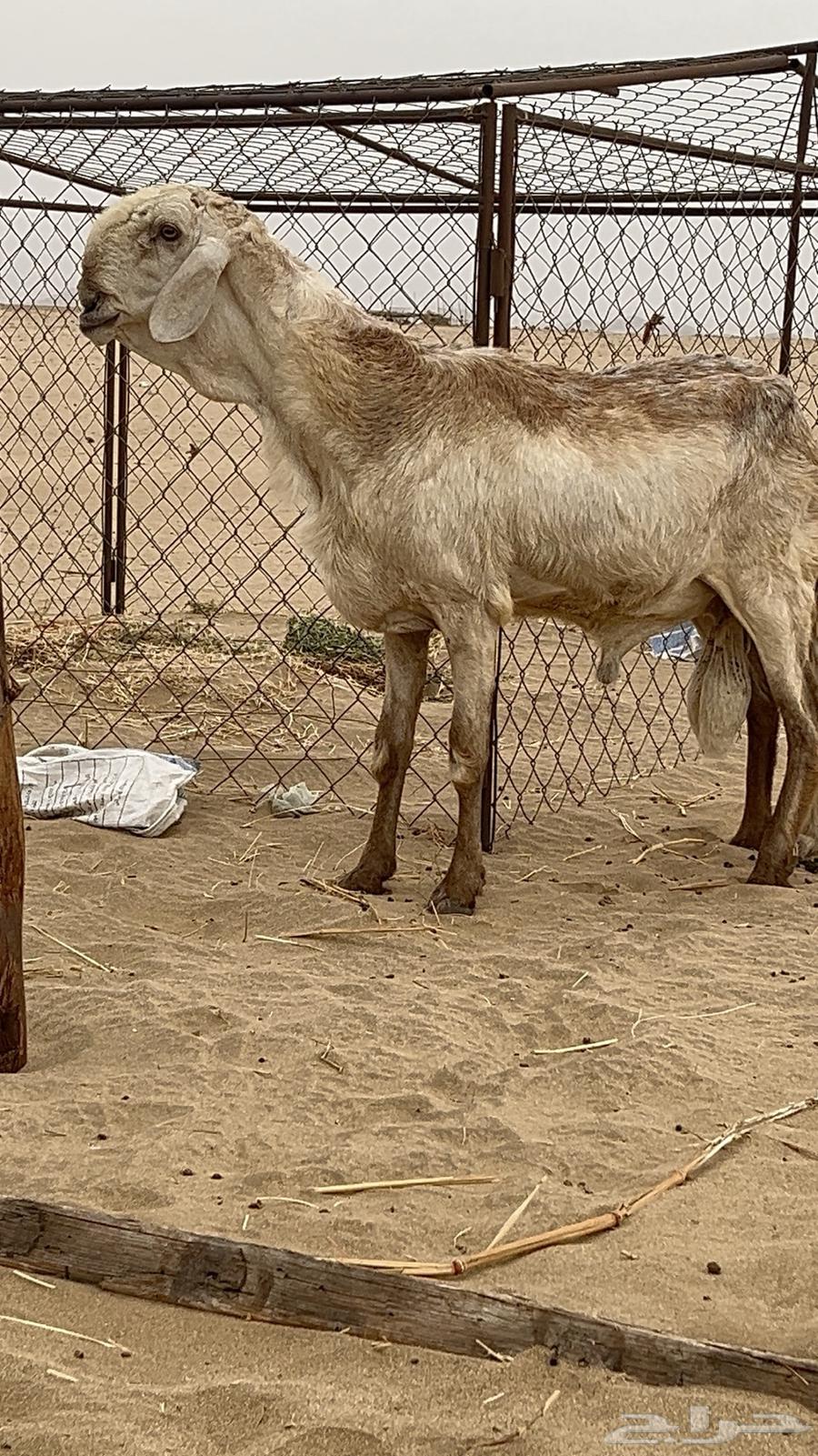 فحل درماني صنف الصنف64250754209794112