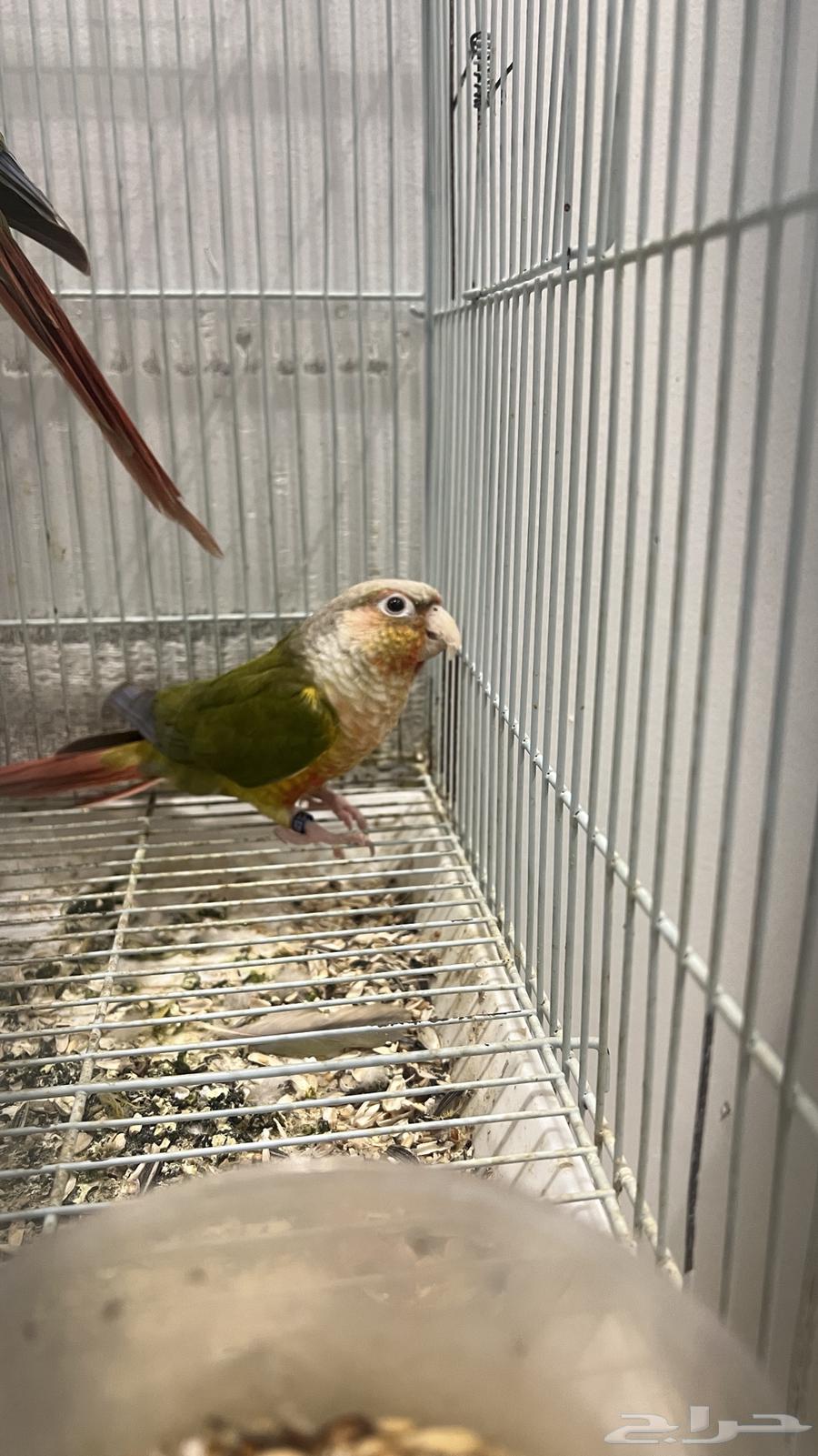 جوز كنيور منتج64235478991874114