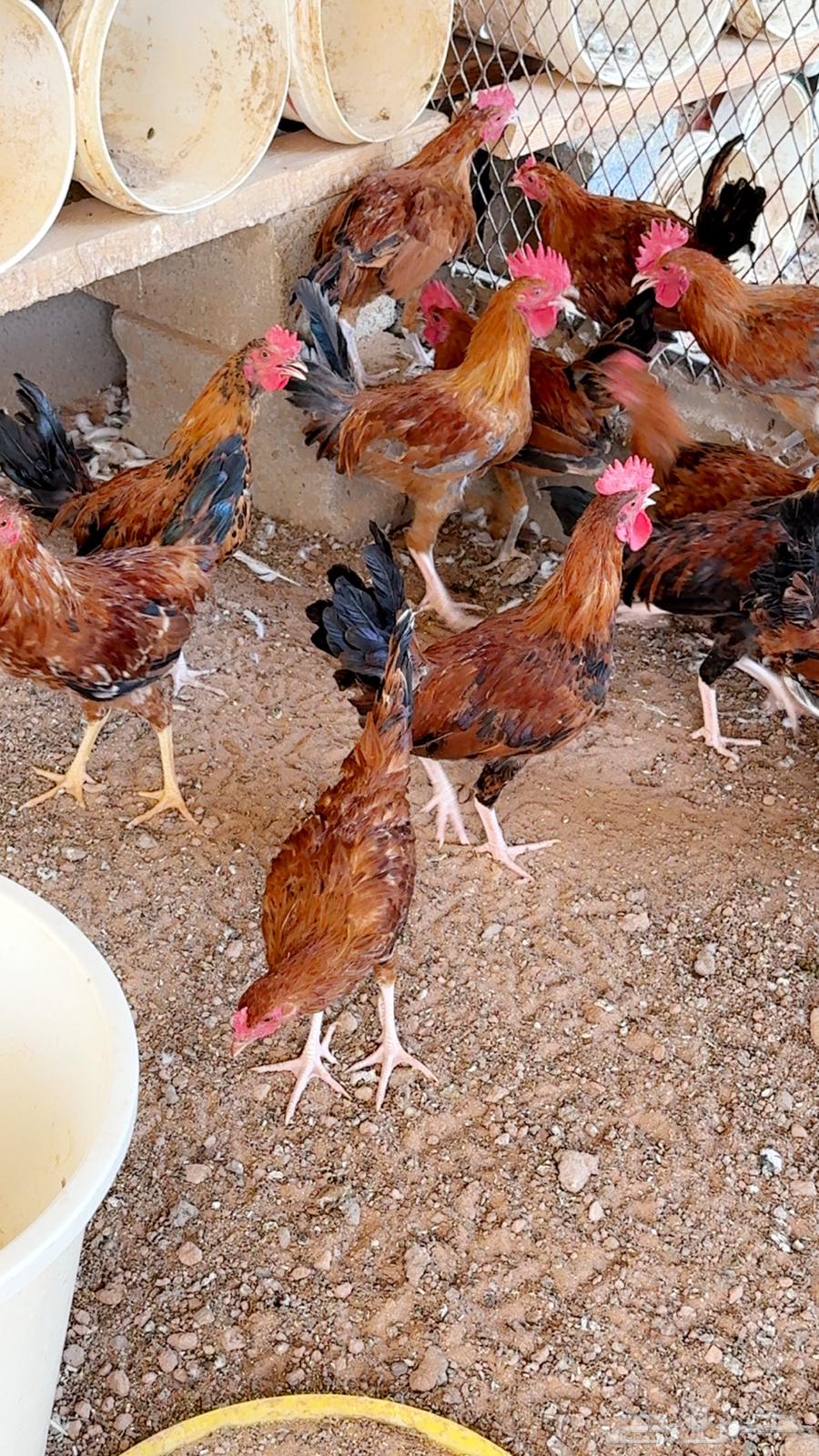 ديوك بلدي للبيع64248093785475112