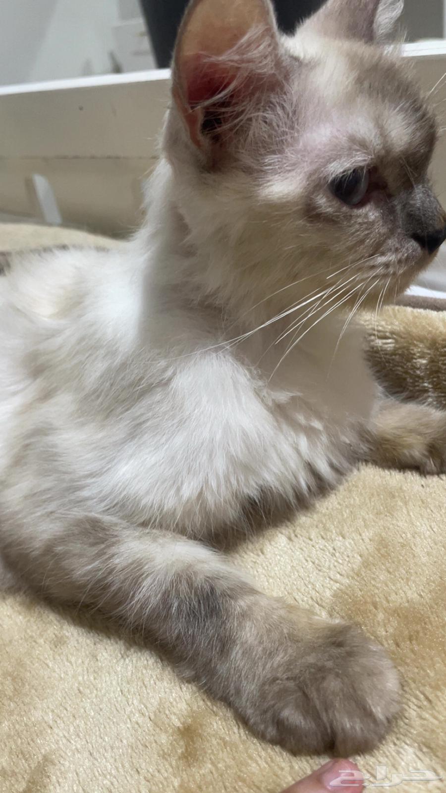 قطه هملايا عمرها 7 اشهر64233959990147113