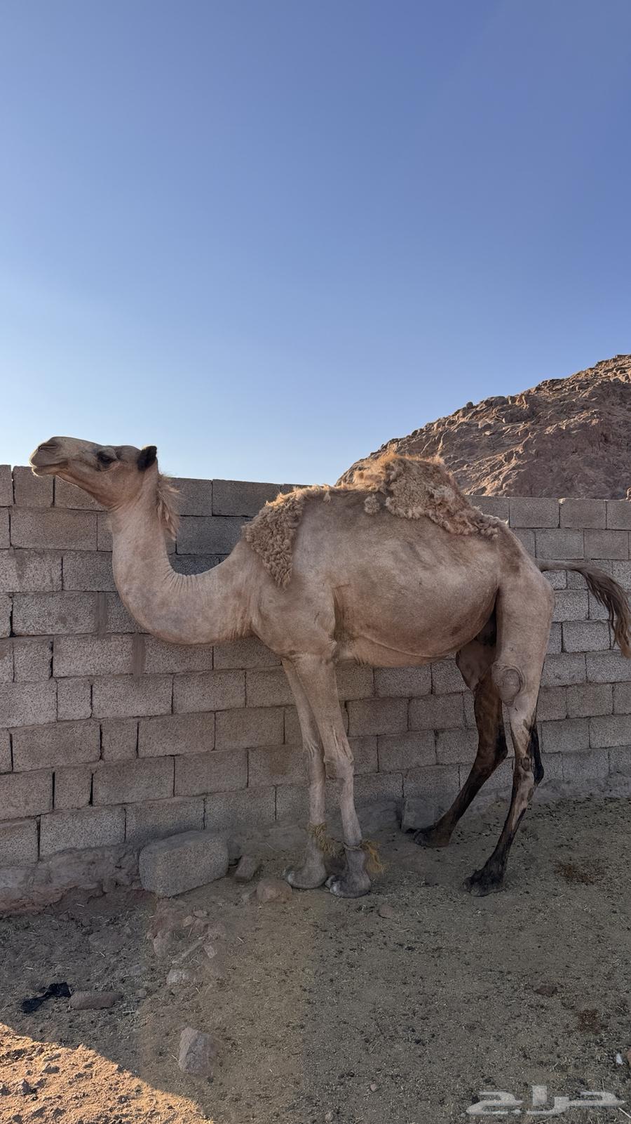 ناقه متلي للبيع64248697290370111