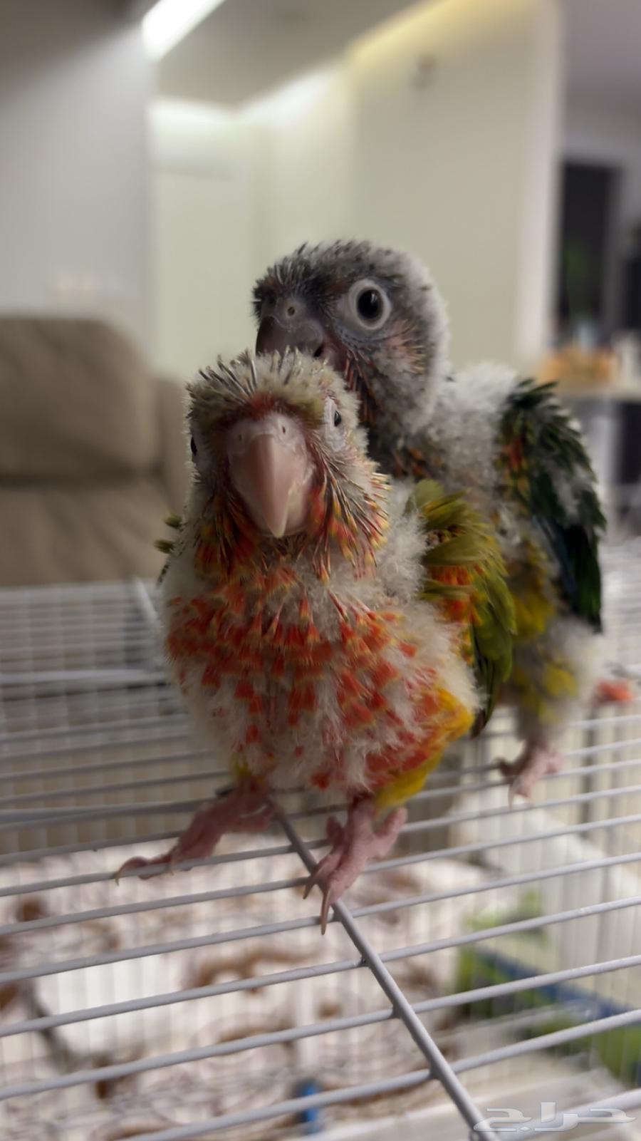 فروخ كنيور يلو سايد (تم البيع )64251394080515114