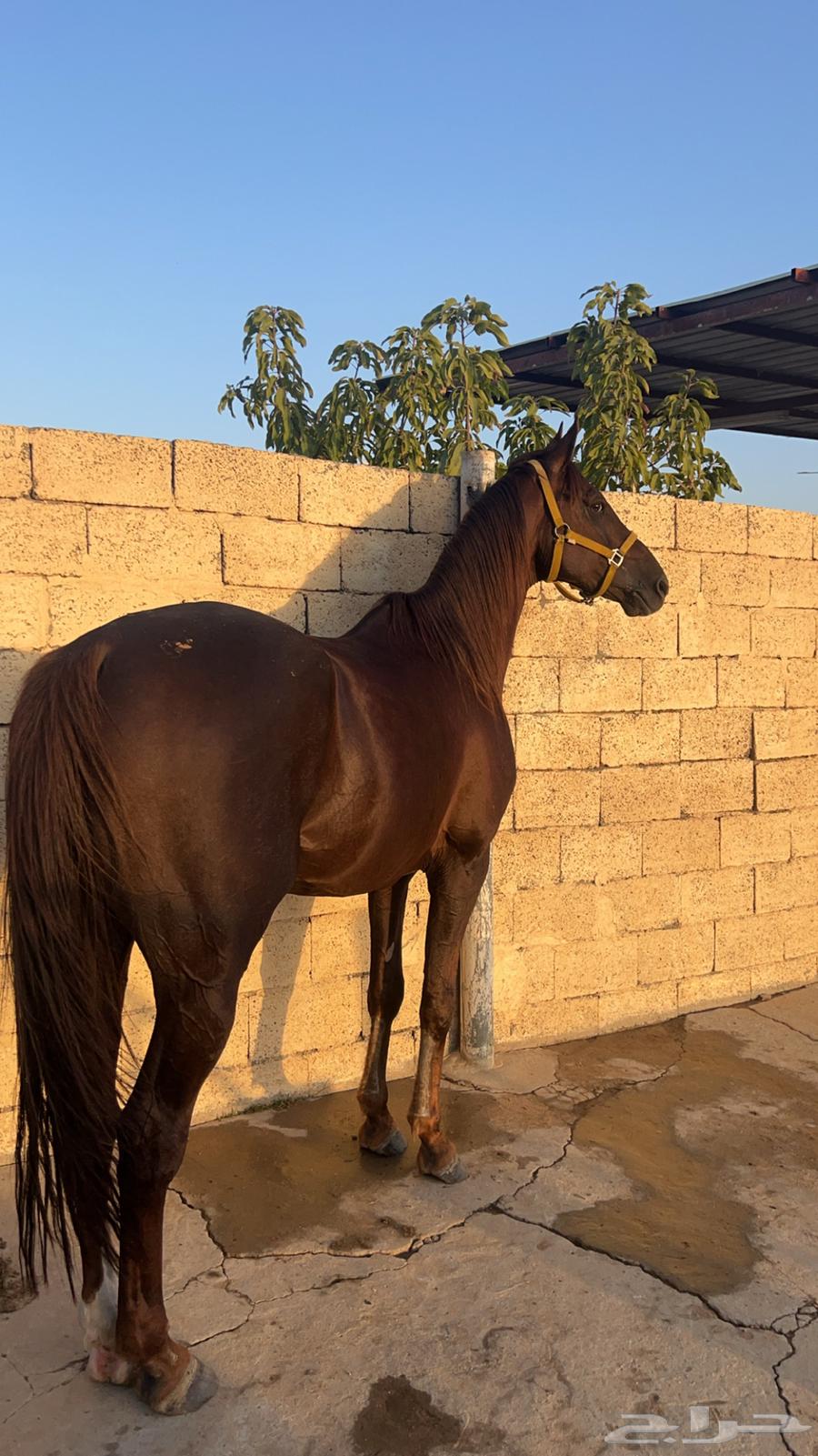 خيل لبيع64252024000259112