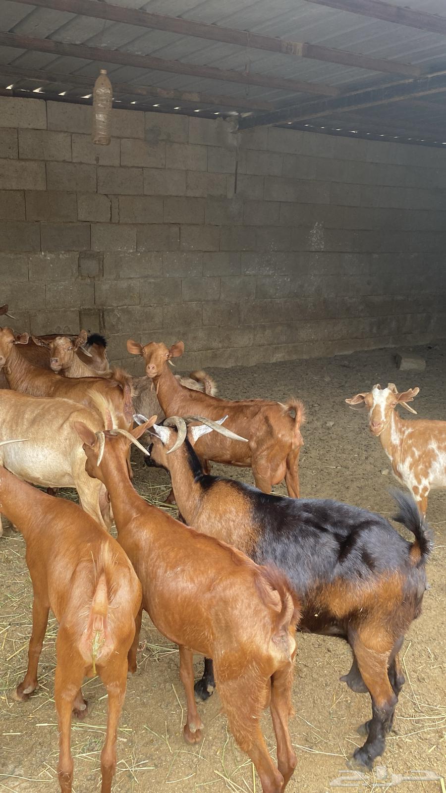 معزا دهم للبيع64251724903427110