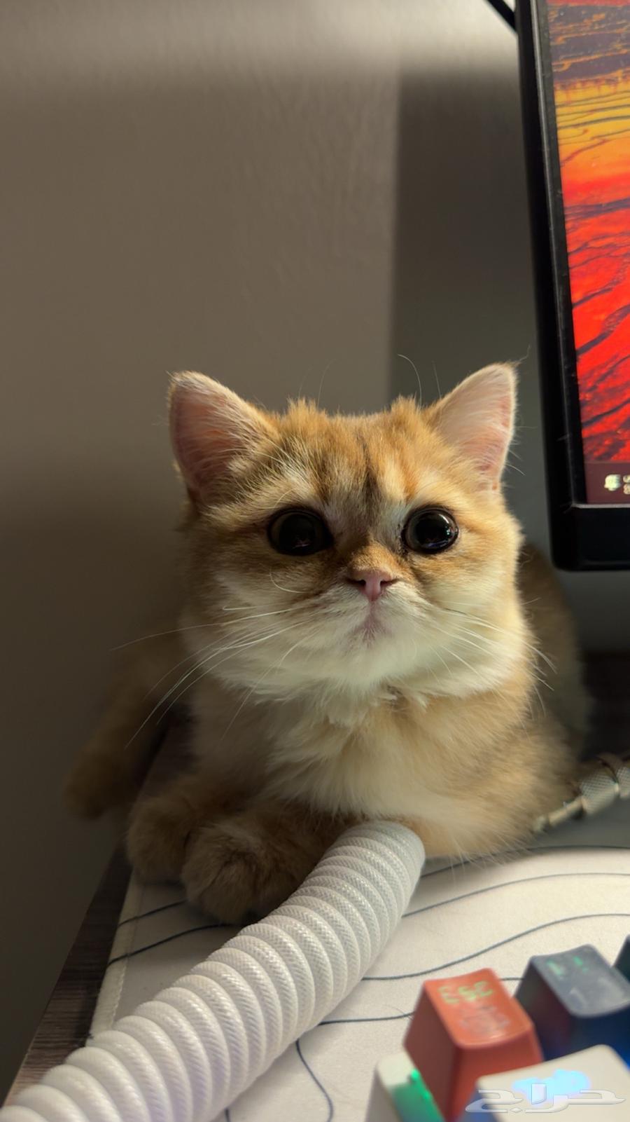 قطة انثى سكوتش ستريت كيتن بيور ام واب مسجلين64241069345026112