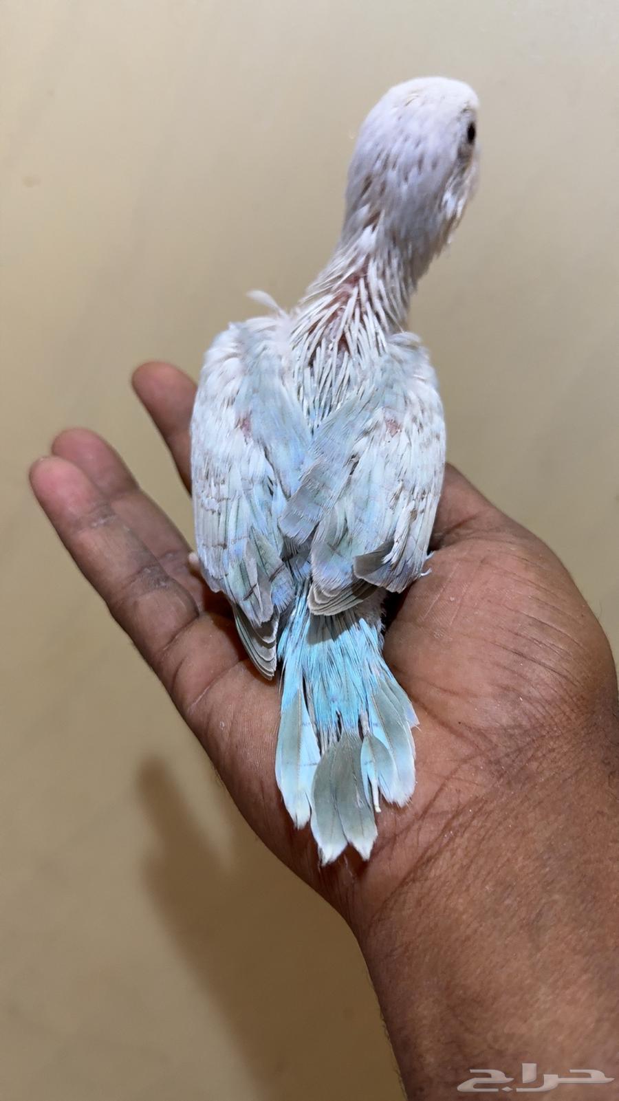 فرخ كويكر سنو وايت (( تم البيع )) تم البيع64248894995587110