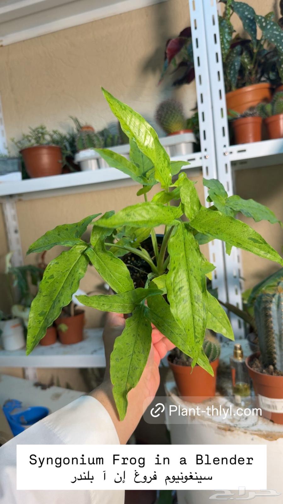 نوادر النباتات الداخلية في السعودية64247343426946113