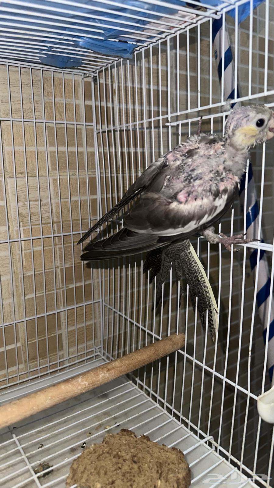 طيور كروان وفرخ للبيع64241240218499110