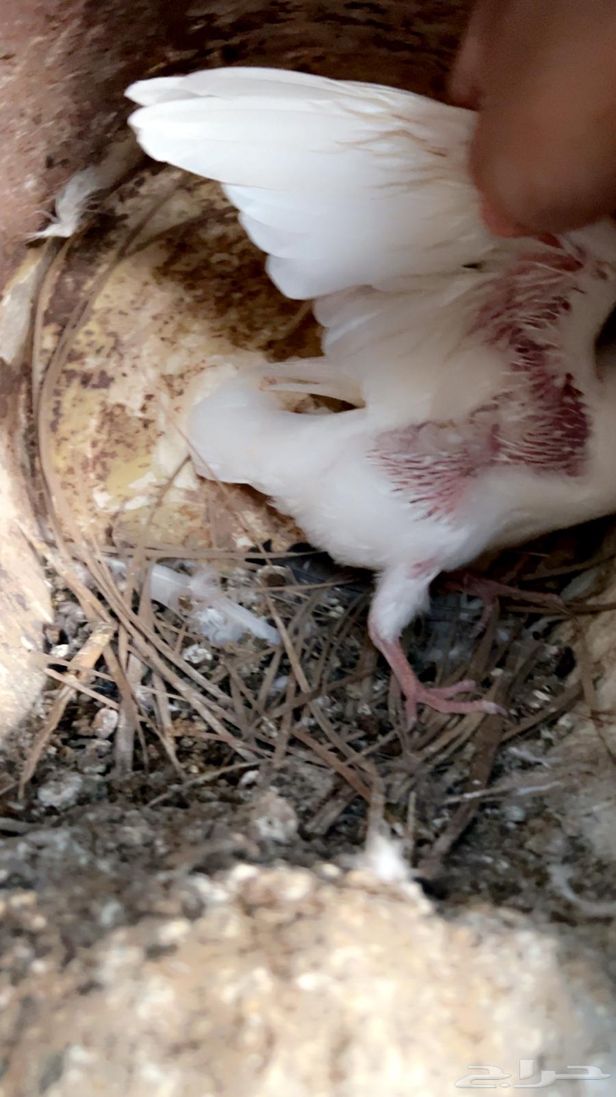 فروخ حمام للبيع فاخر عل 25 ريال64234454088707112