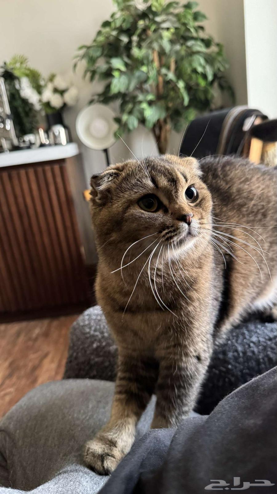 Scott Fold64245110548225111