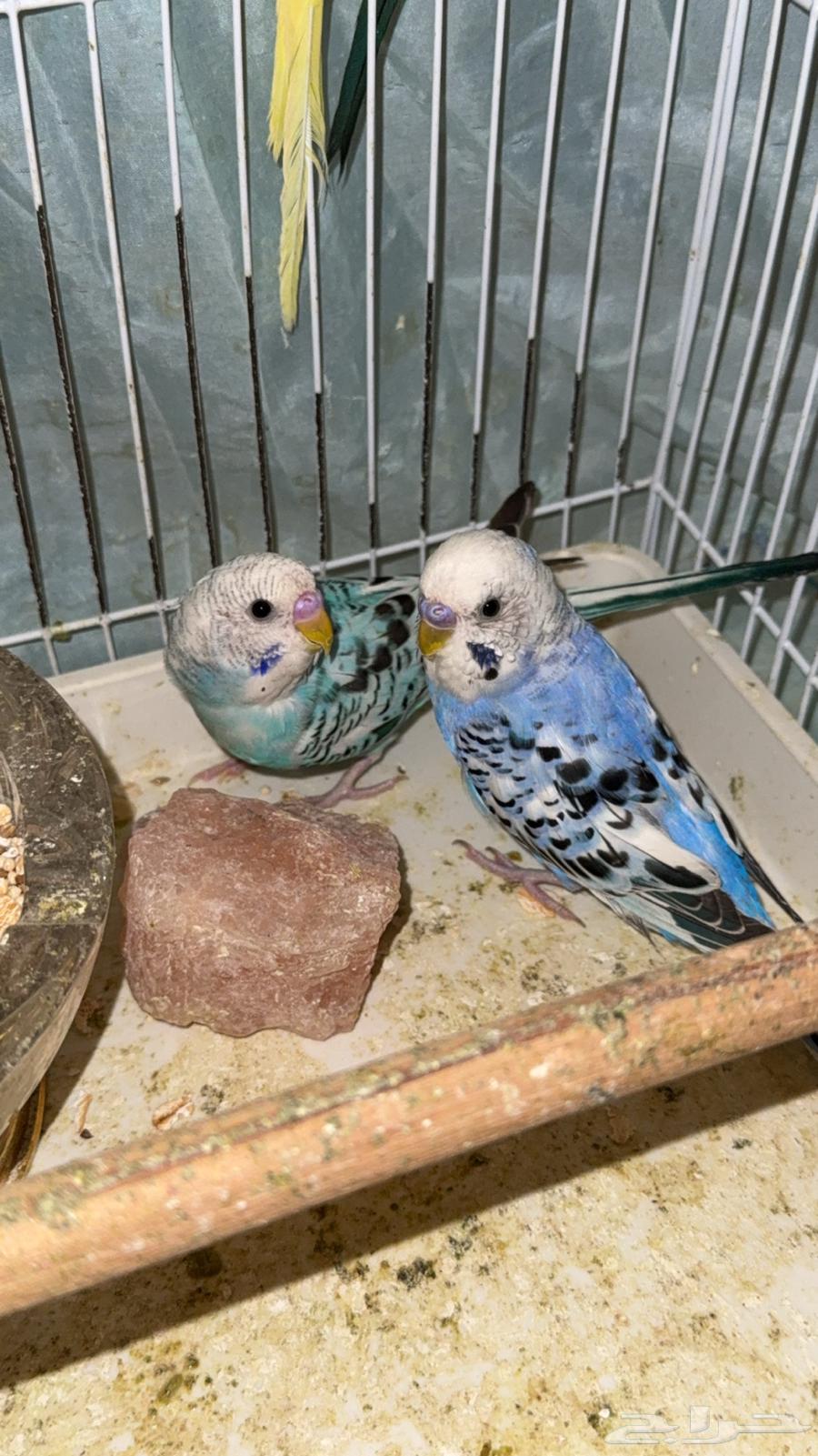 3 ذكور بادجي64232673526657113