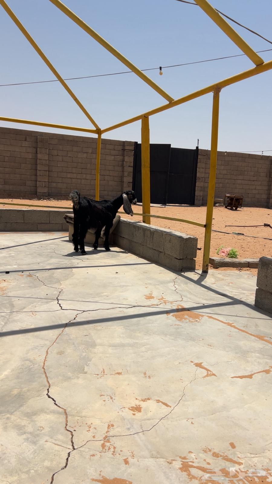 Temporary well64249629474819114