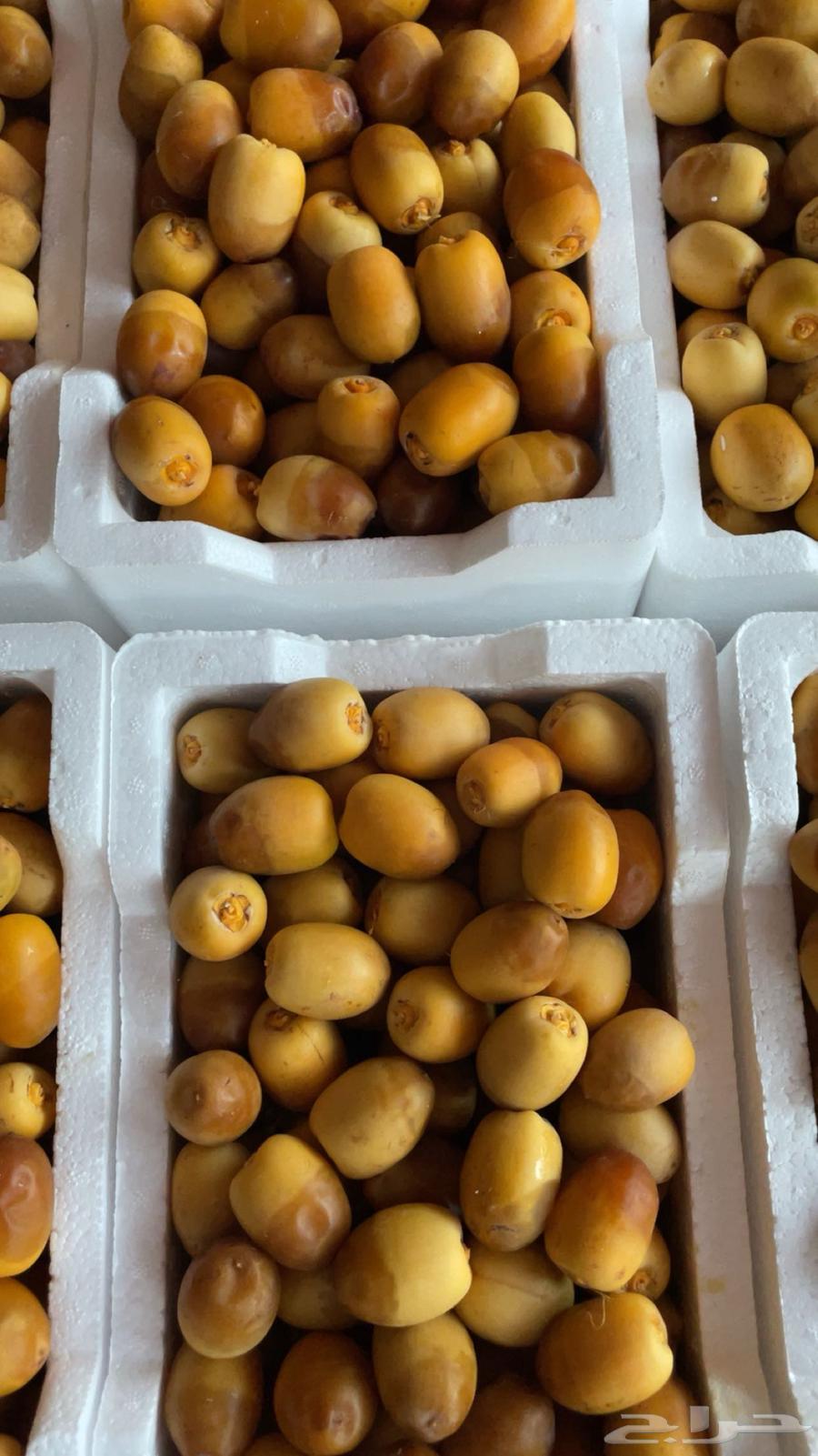 رطب روثانه فاخر64245288911745112