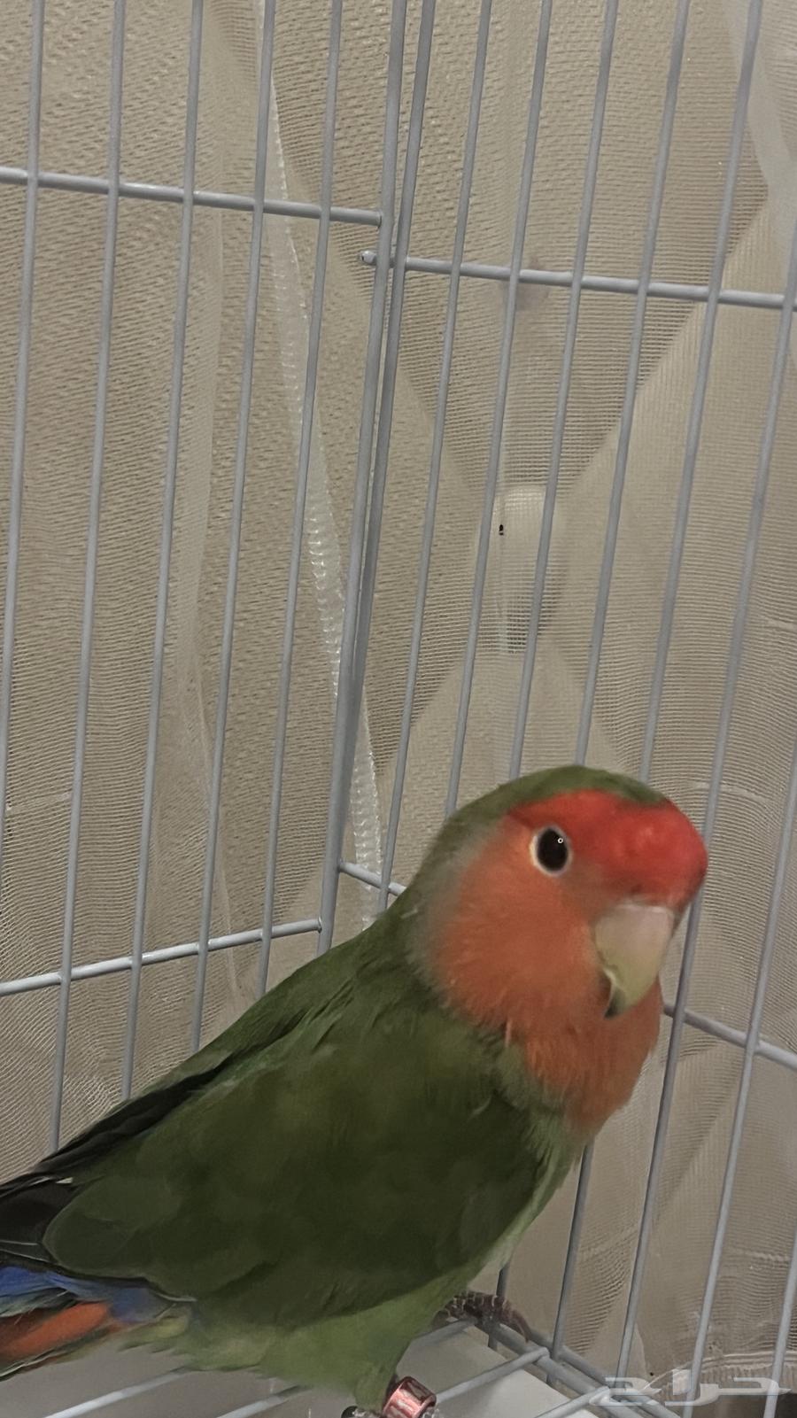 Bird of the day64241934505346112