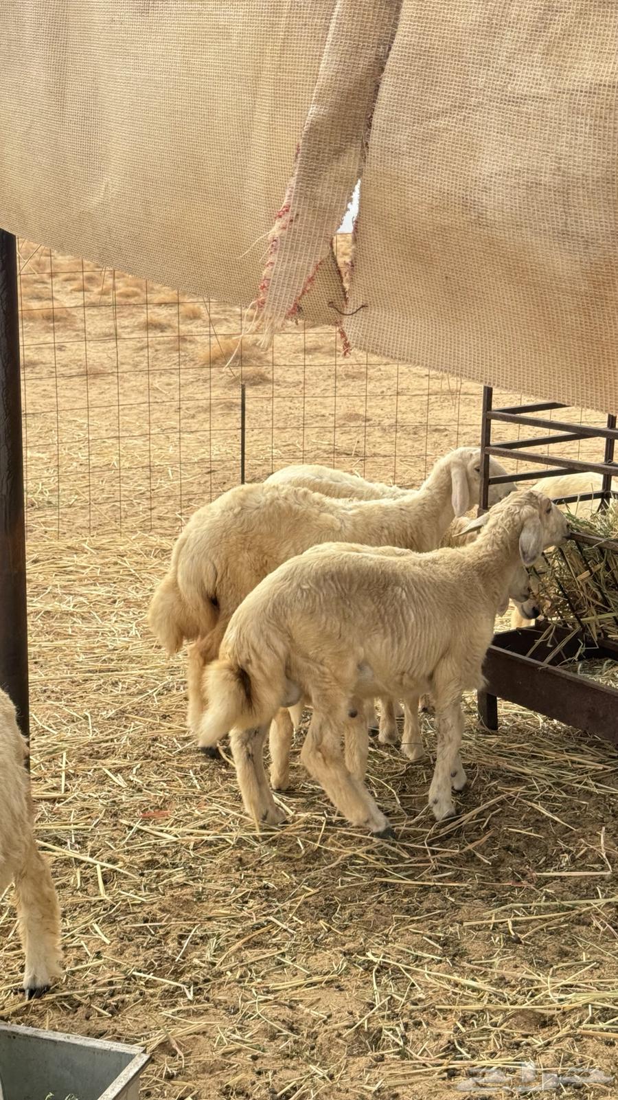 طليان مقفلة شحم ولحم64238540636291111