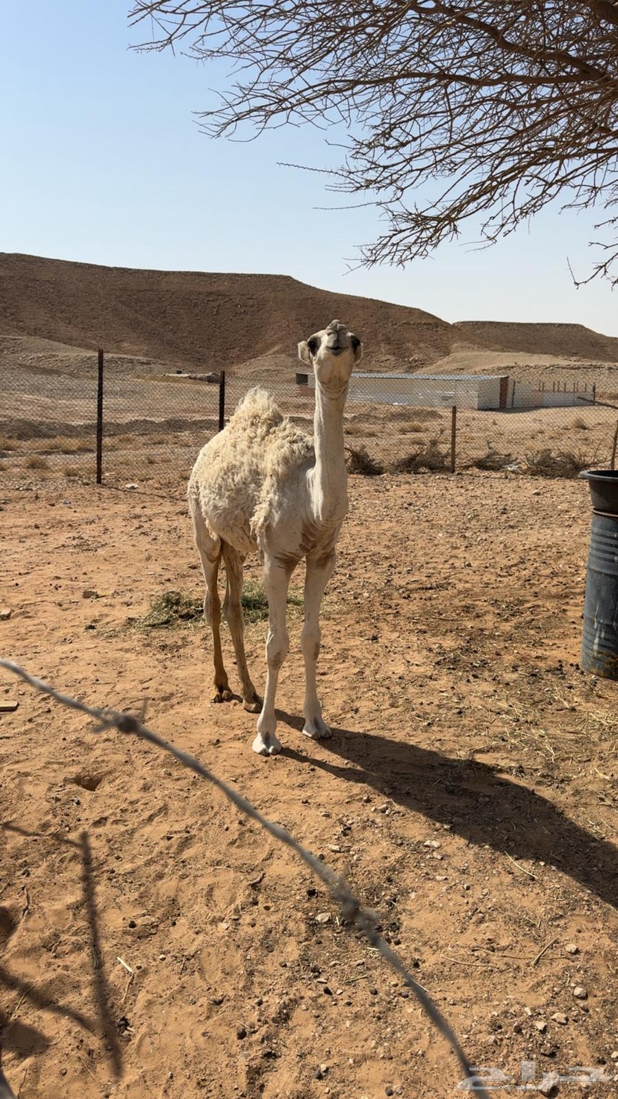 Very comfortable seating on a productive camel64249658100097111