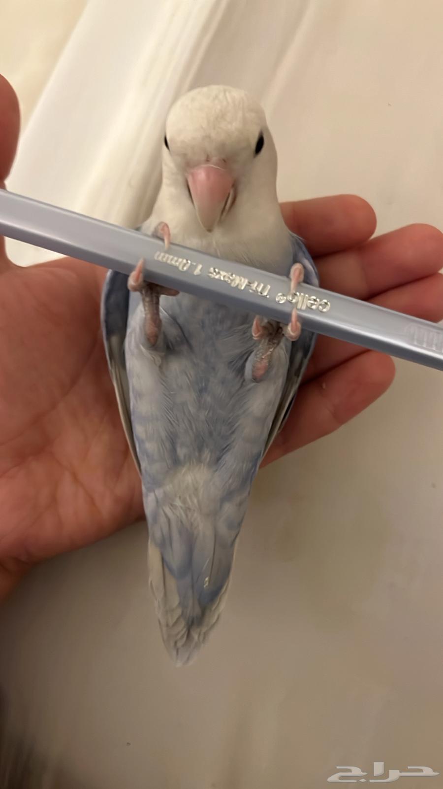 طير روز اليف64238553094787112