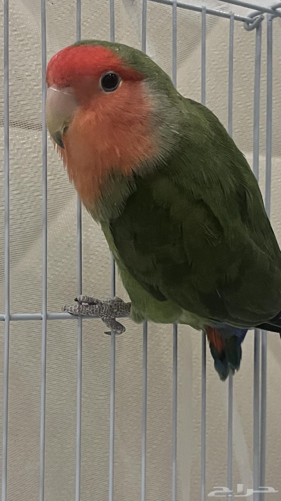 Bird of the day64241934505346110