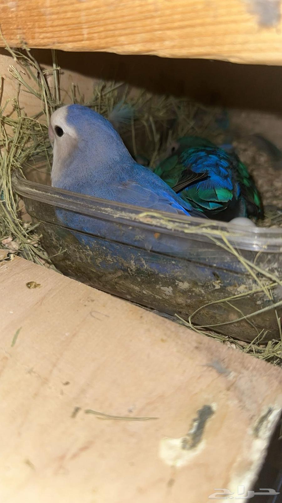 جوز روز اليف64232010911489110