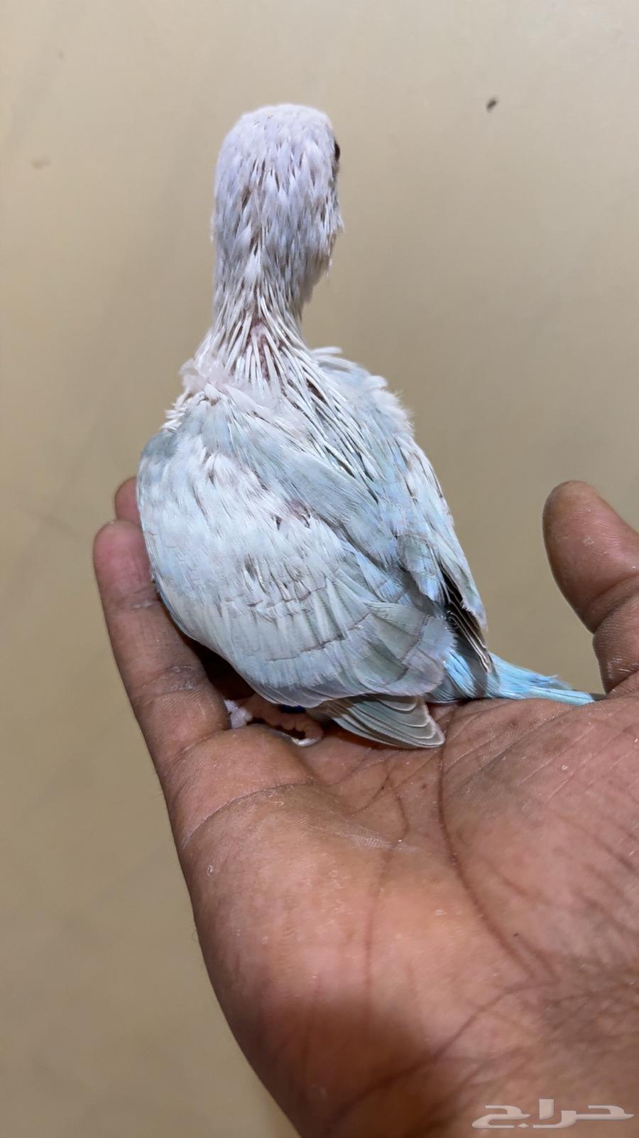 فرخ كويكر سنو وايت (( تم البيع )) تم البيع64248894995587111